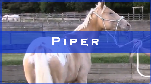 piper videos