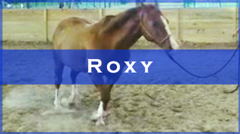 roxy videos